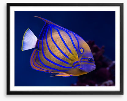 Blue ring angelfish