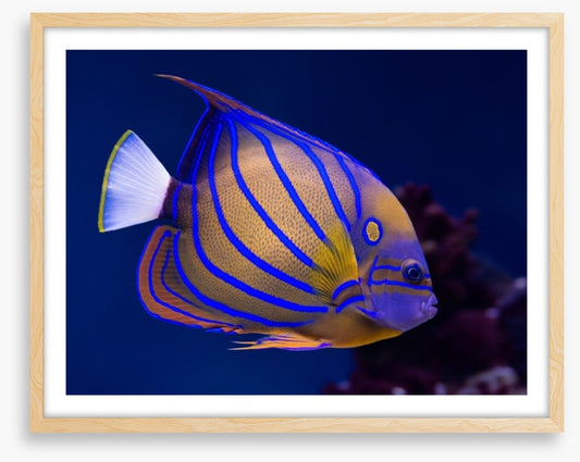 Blue ring angelfish