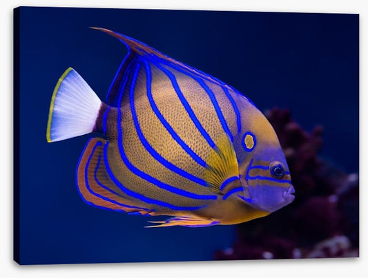 Blue ring angelfish