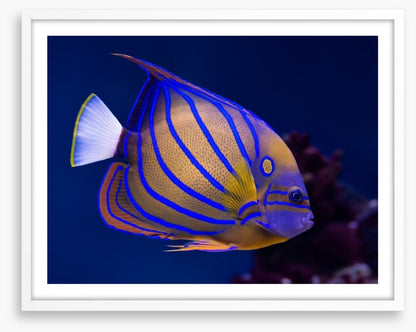 Blue ring angelfish
