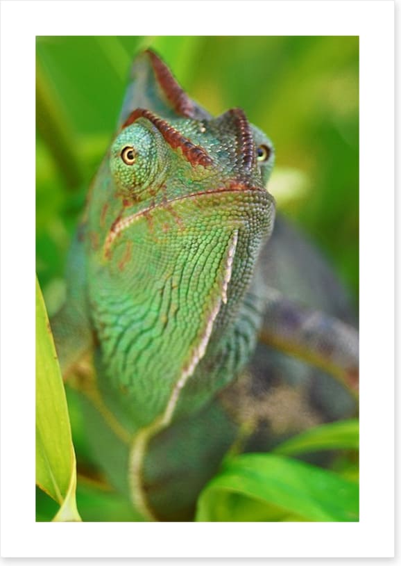 Rainforest chameleon