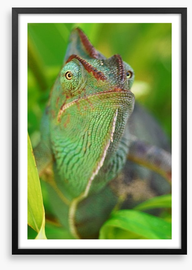 Rainforest chameleon