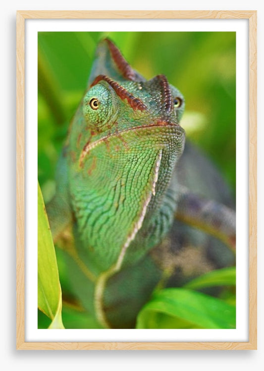 Rainforest chameleon