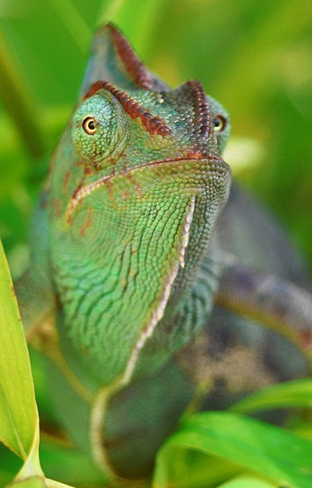 Rainforest chameleon