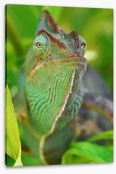 Rainforest chameleon