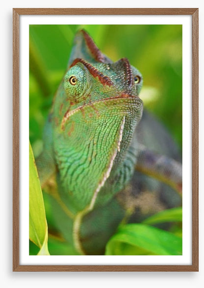 Rainforest chameleon