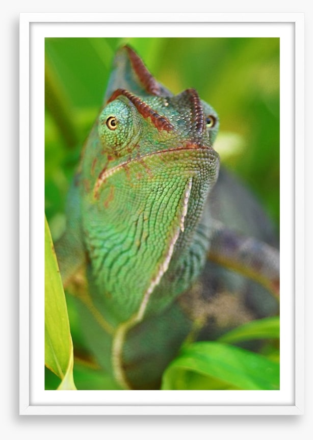 Rainforest chameleon