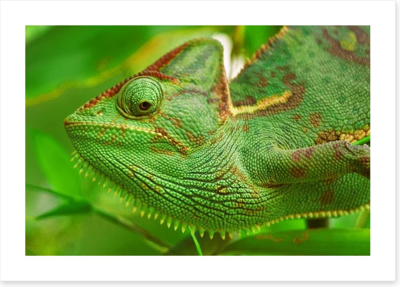 Reptiles / Amphibian