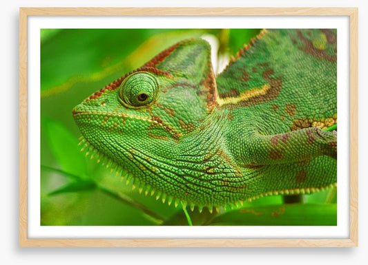Reptiles / Amphibian
