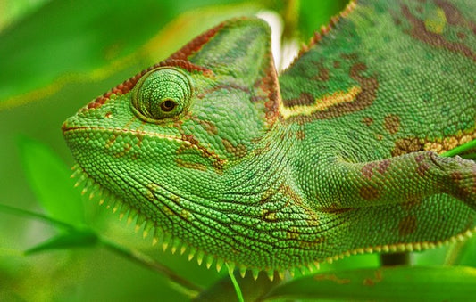 Reptiles / Amphibian