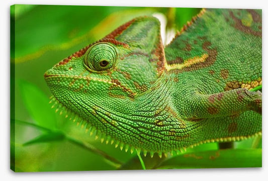 Reptiles / Amphibian