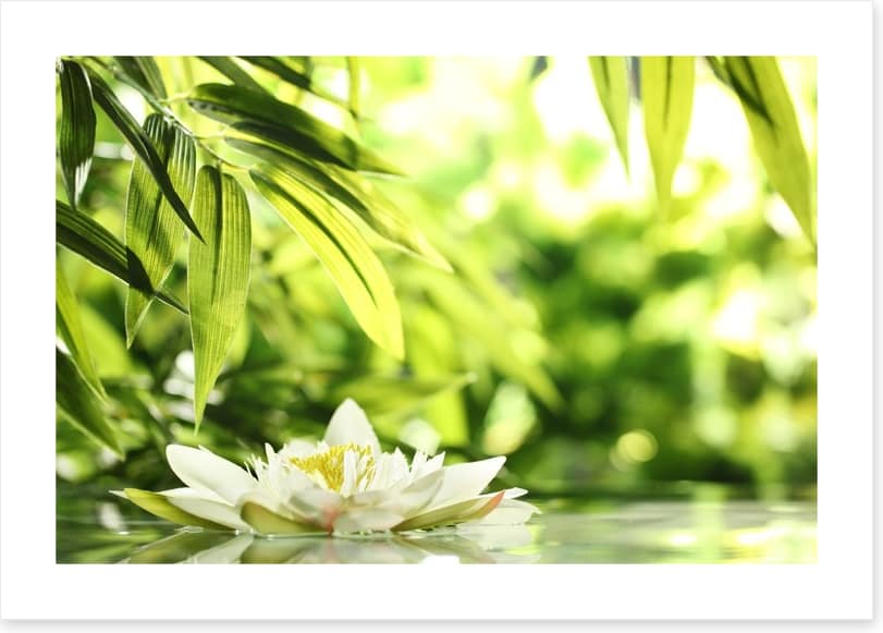 Water lily adrift
