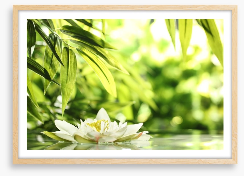 Water lily adrift