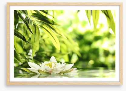 Water lily adrift