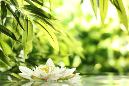 Water lily adrift