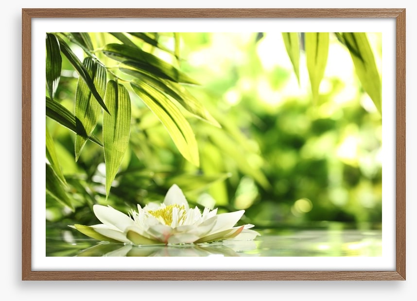 Water lily adrift
