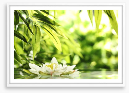 Water lily adrift