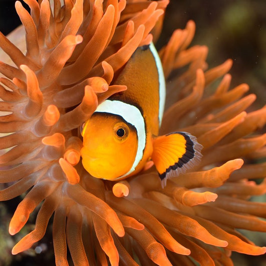 Clownfish camouflage