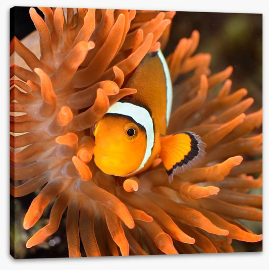 Clownfish camouflage