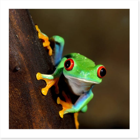 Peeping frog