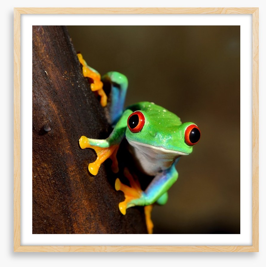 Peeping frog