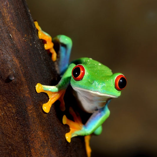 Peeping frog