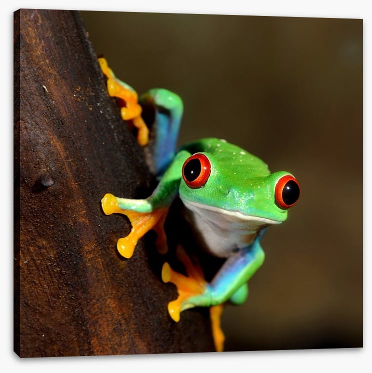 Peeping frog