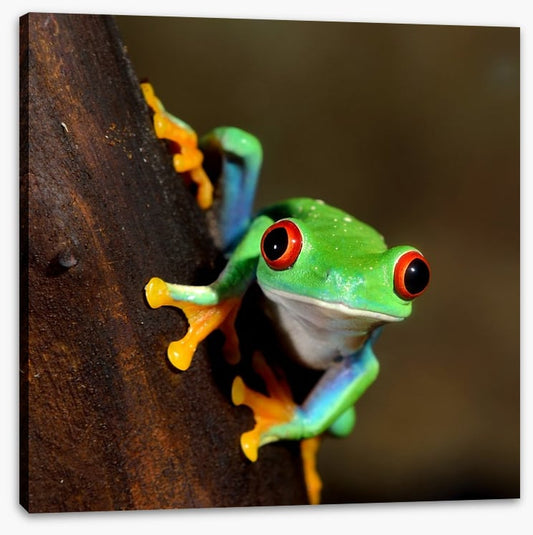 Peeping frog
