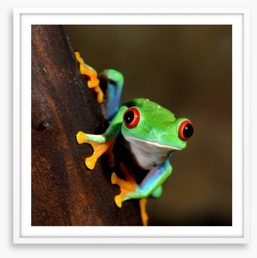 Peeping frog