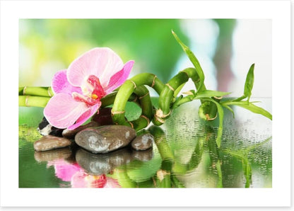 Pink orchid in the rain