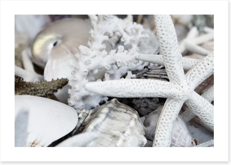 Starfish and coral