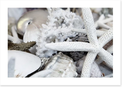 Starfish and coral