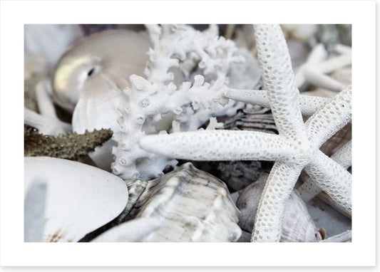 Starfish and coral