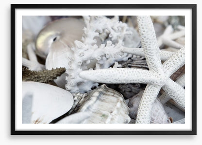 Starfish and coral