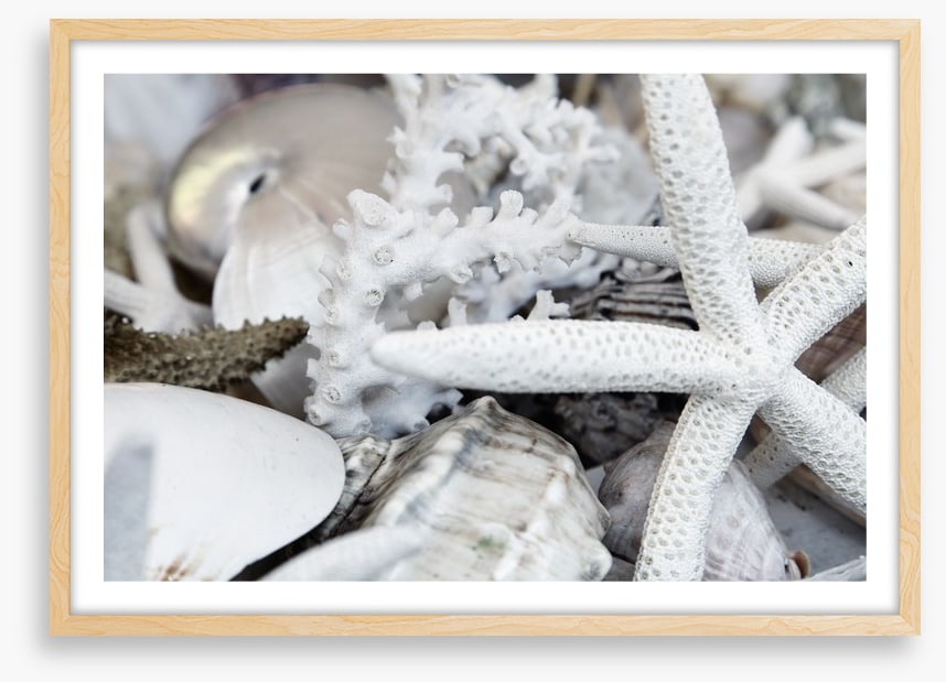Starfish and coral