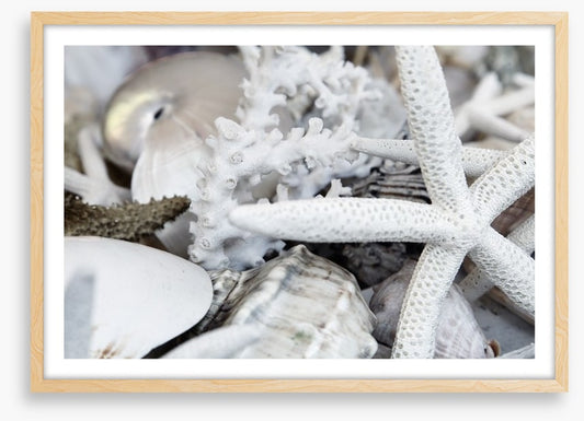 Starfish and coral