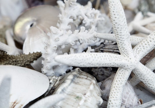 Starfish and coral