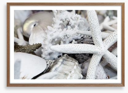Starfish and coral