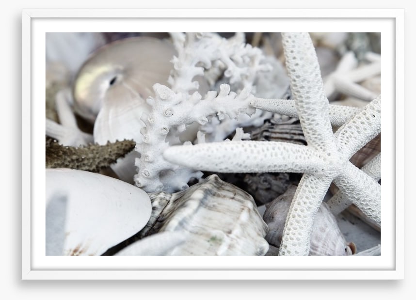 Starfish and coral