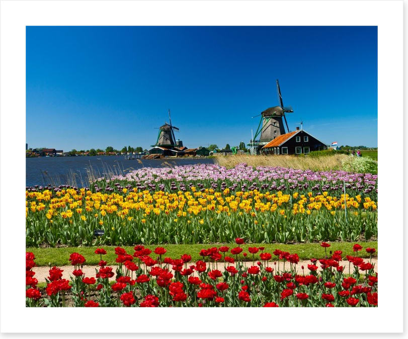 Behind the tulips