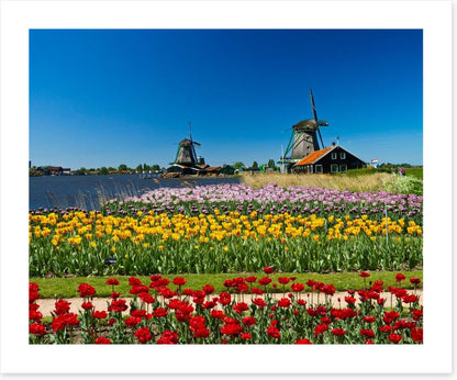 Behind the tulips