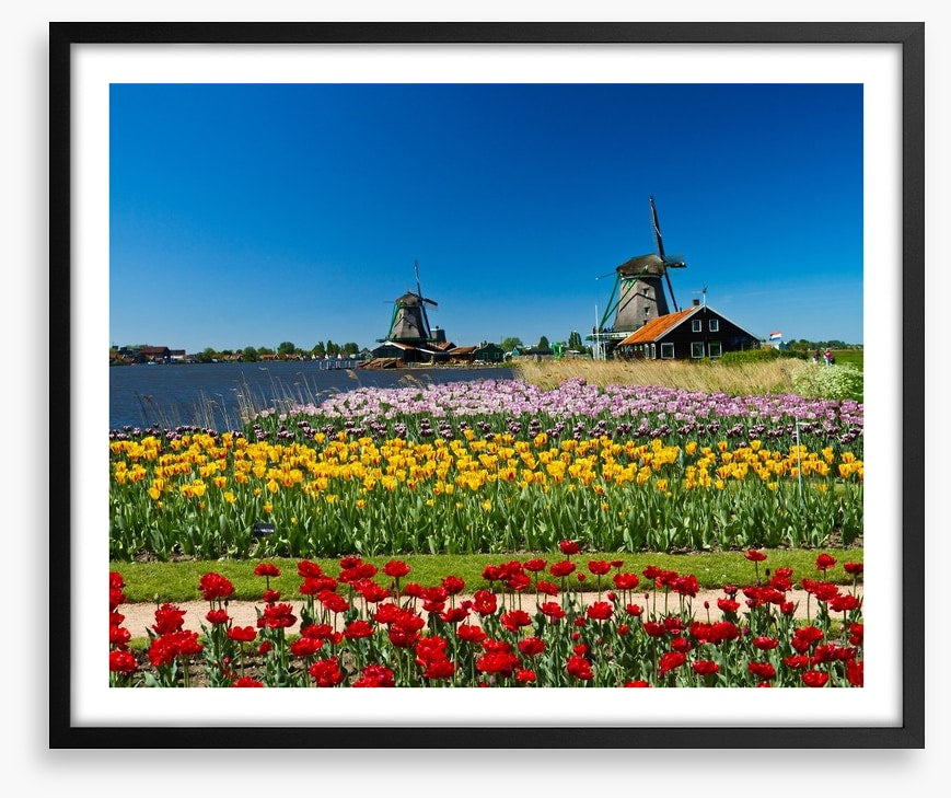 Behind the tulips