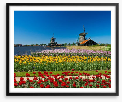 Behind the tulips
