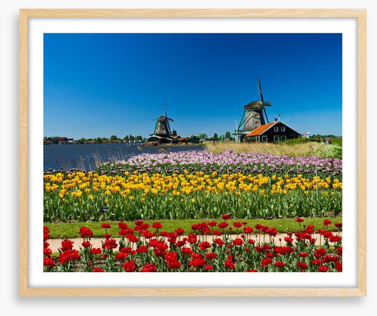 Behind the tulips