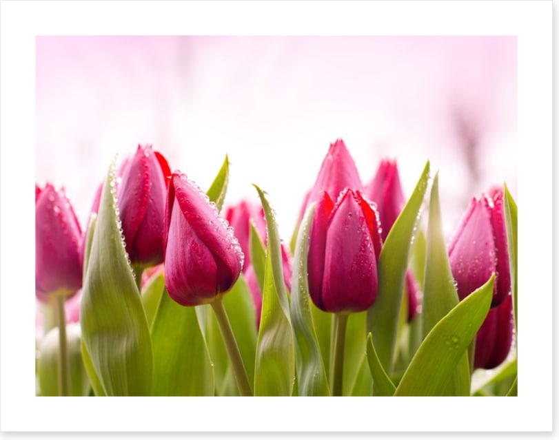 Tulip dew