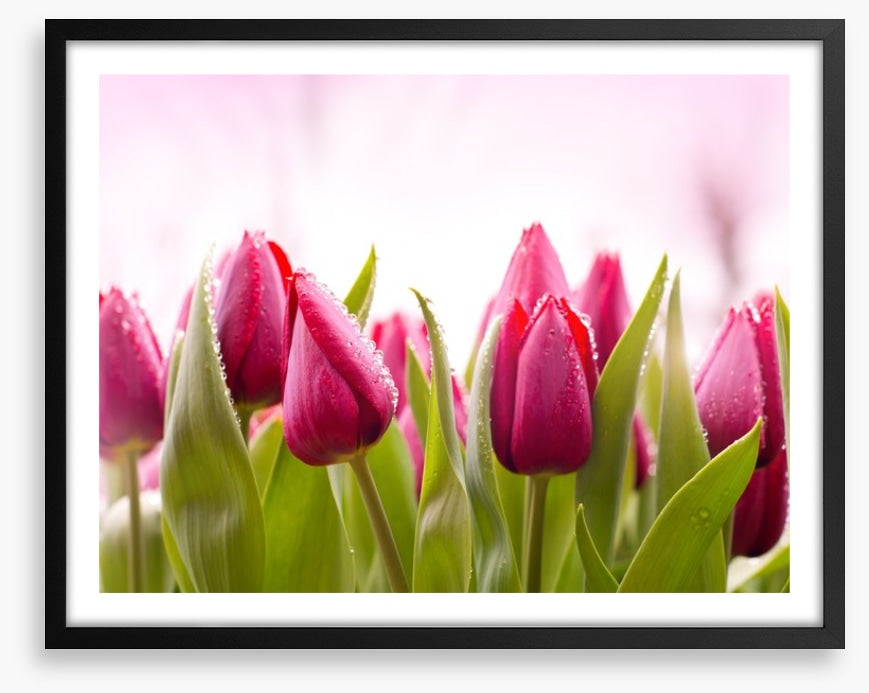 Tulip dew