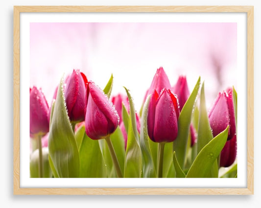 Tulip dew