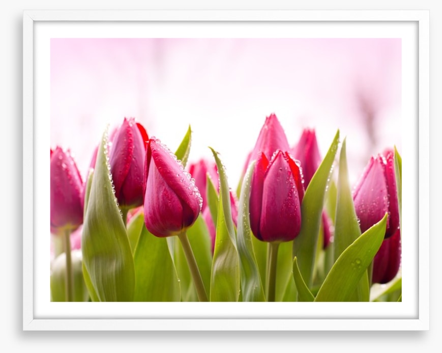 Tulip dew