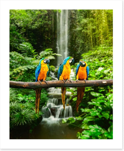 The three macaws