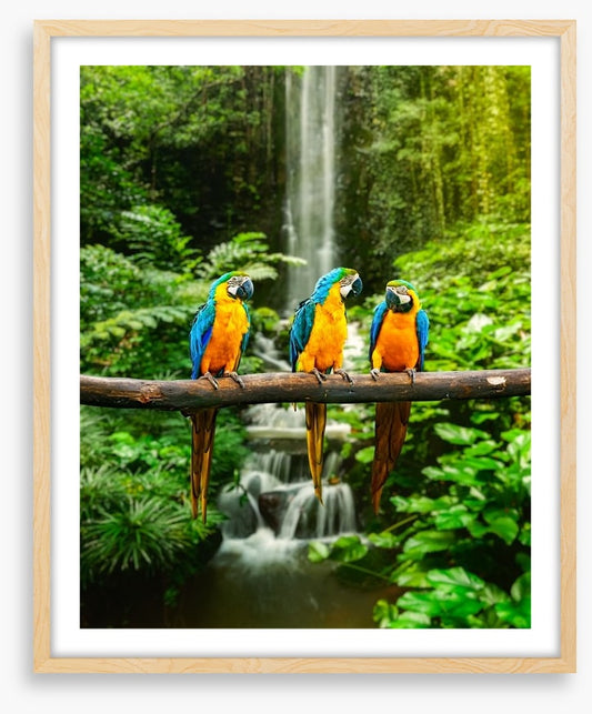 The three macaws